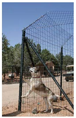 Diy coyote rollers hotsell for chain link fence